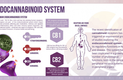 Could Endocannabinoid Deficiency Contribute To The Development Of Neurodegenerative Disorders