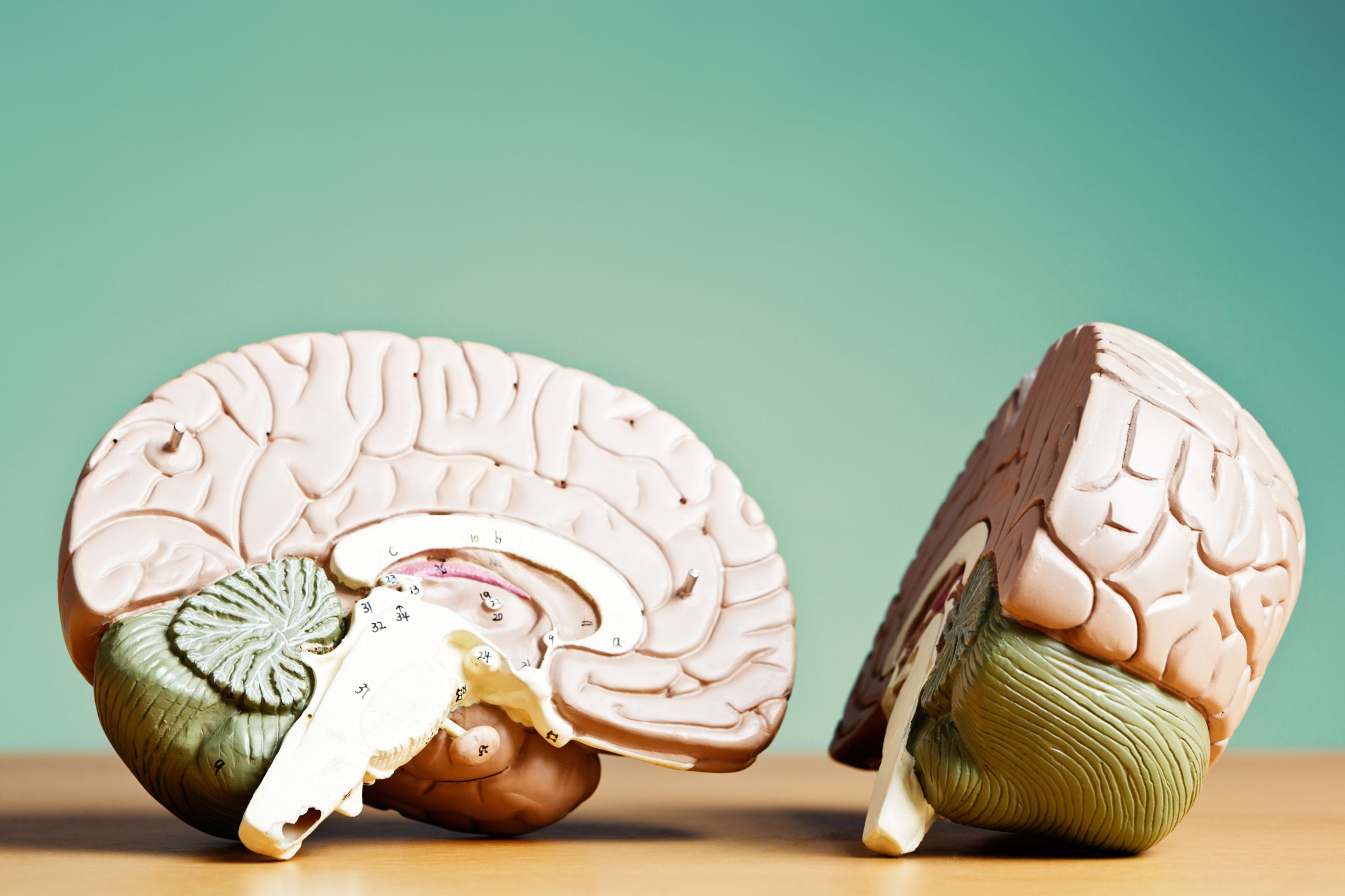 7 Stages of Brain Development